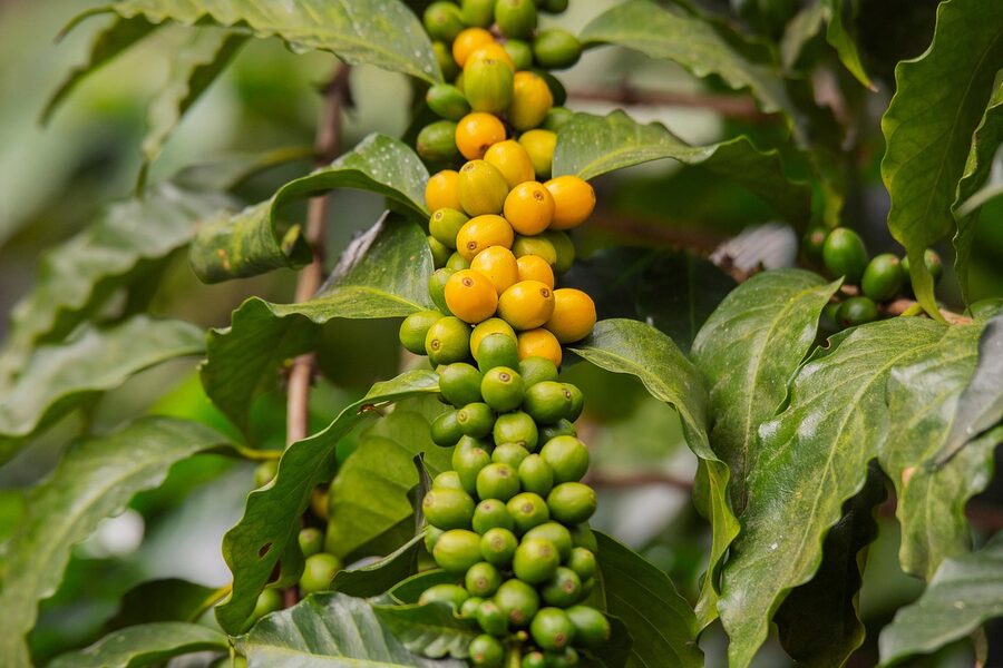 Coffee cherries on a plantation near Antigua Guatemala