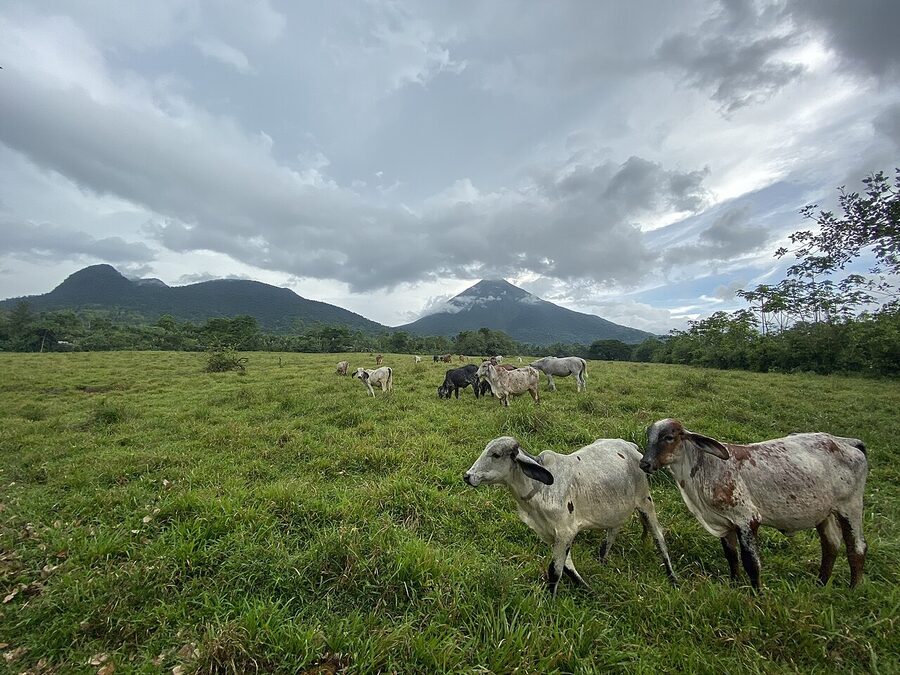 Arenal Volcano with cattle in pasture, Costa Rica