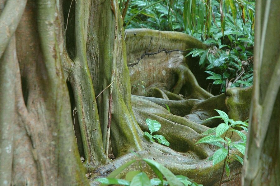 Buttress roots of a giant tree in dense Belize jungle in the Cayo District