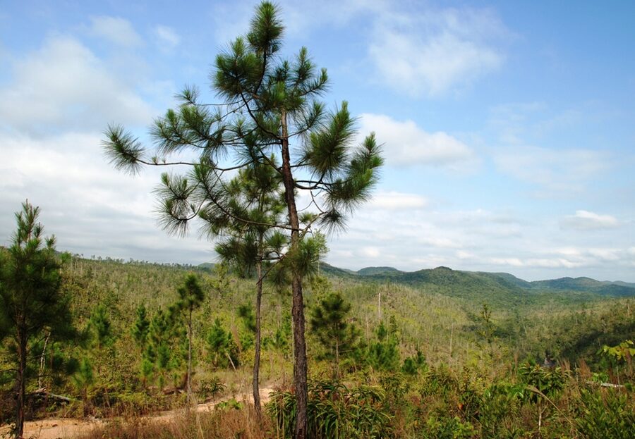 Pine forest hills of the Mountain Pine Ridge Forest Reserve in the Cayo District of Belize
