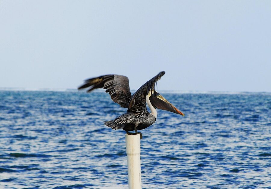 Brown pelican with wings spread perched on a wooden post over the sea in Belize