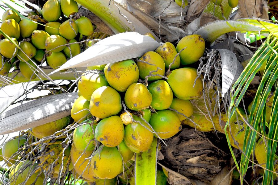 Cluster of yellow and green coconuts hanging on a coconut palm tree in Placencia Belize