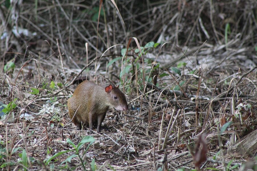 Gibnut paca native Belize rodent