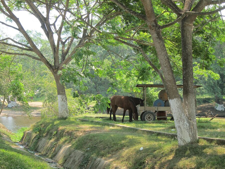 Horses grazing in tree-shaded paddock near Belmopán