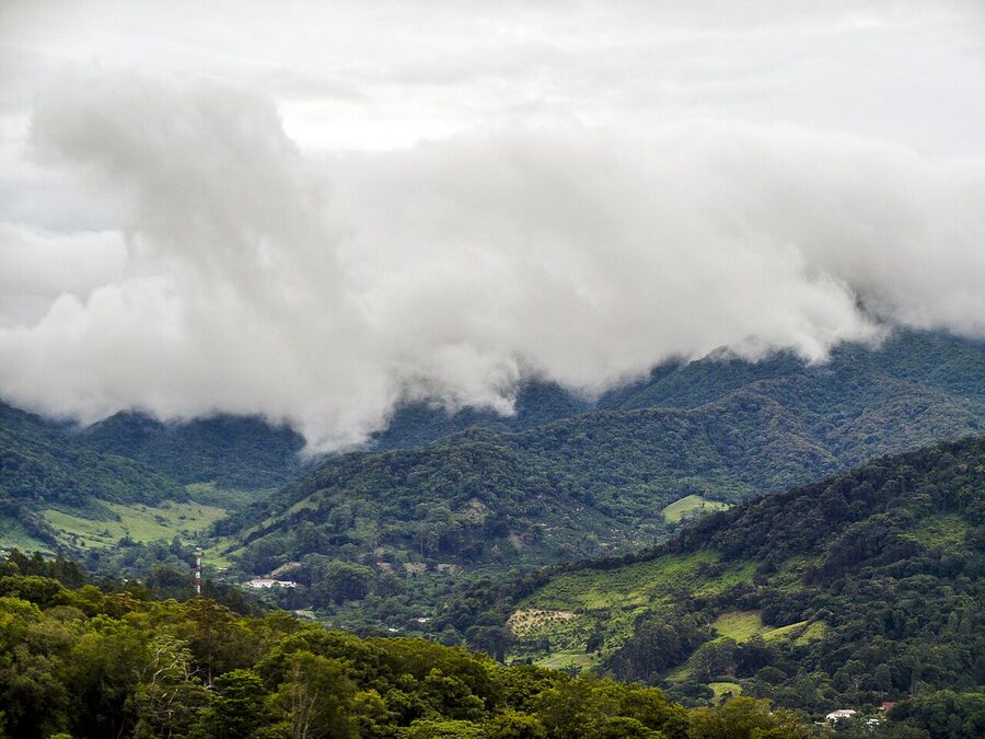 Mossy cloud forest trees with mist in Boquete
