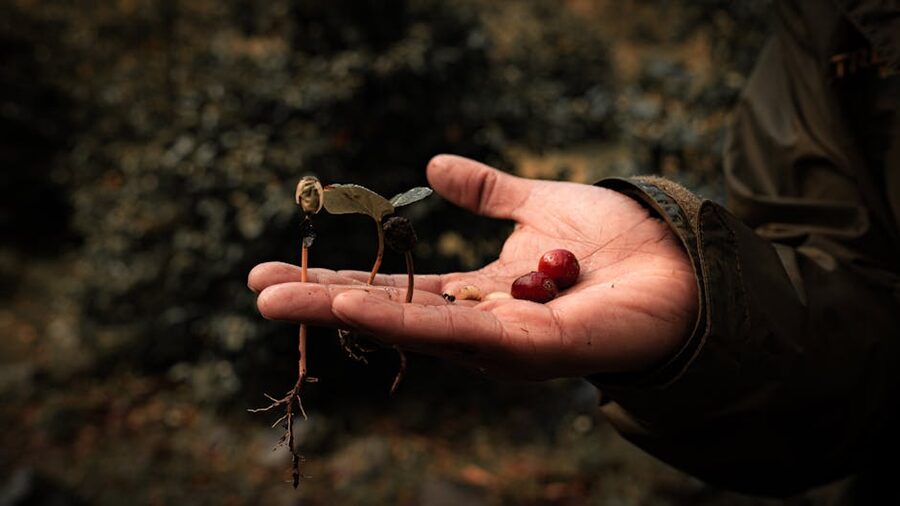 Hand holding ripe coffee cherries in Panama