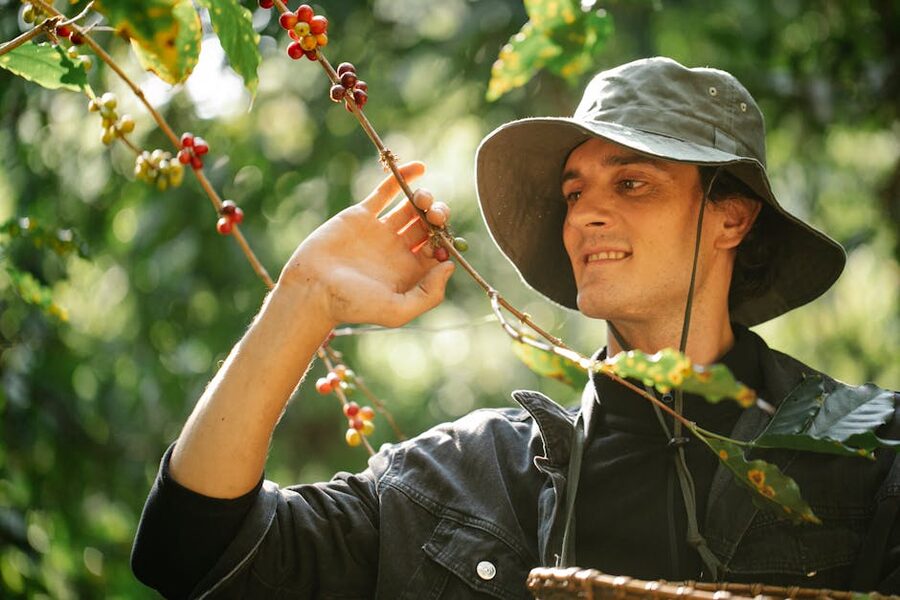 Coffee harvester picking ripe cherries on a Panama finca