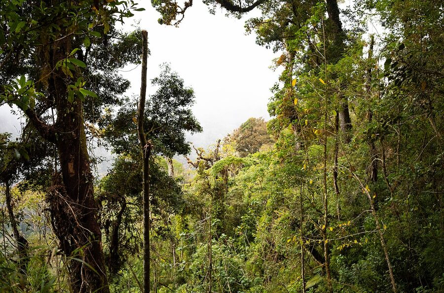 Cloud forest along Los Quetzales Trail in Volcan Baru National Park