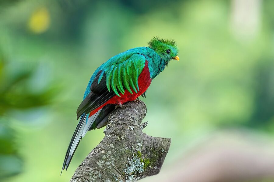 Male resplendent quetzal in Los Quetzales National Park, Panama