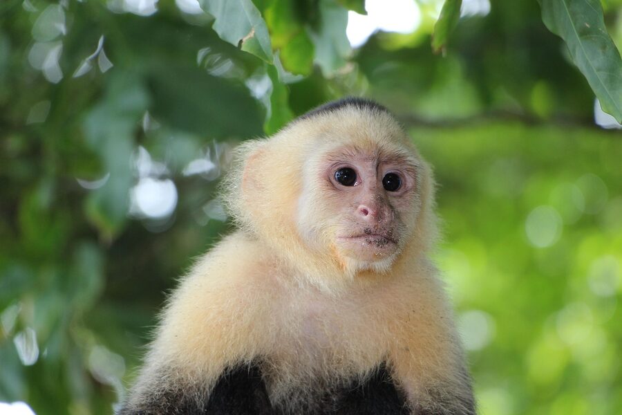 Capuchin monkey in tree at Manuel Antonio National Park Costa Rica
