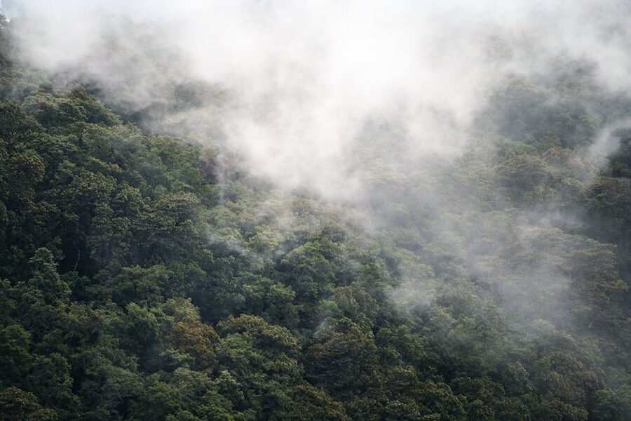 Misty cloud forest canopy at Monteverde Costa Rica