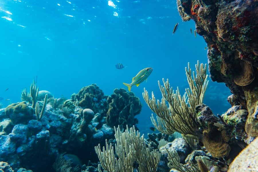 Tropical coral reef and fish underwater near Utila Honduras
