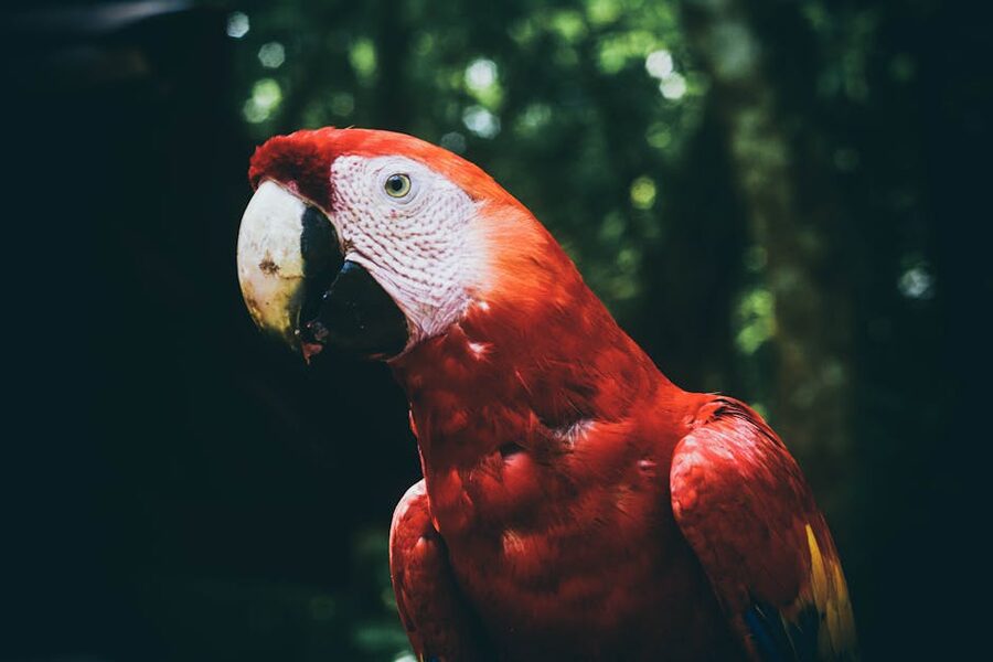 Close-up of a scarlet macaw at Copán Ruinas, with vivid red plumage and a hooked white-and-black beak against a dark green background