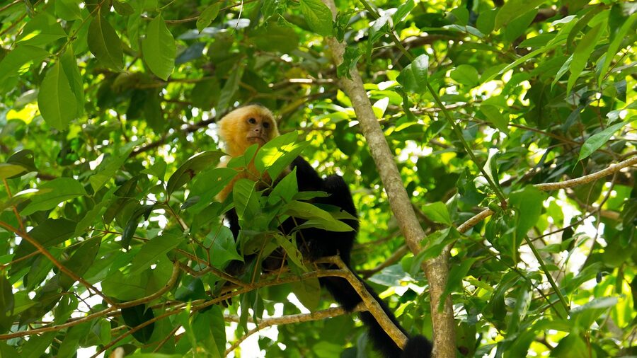 White-faced capuchin monkey Manuel Antonio