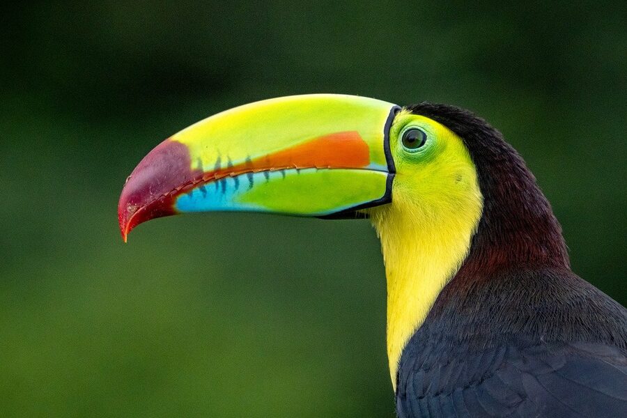 Keel-billed toucan Costa Rica