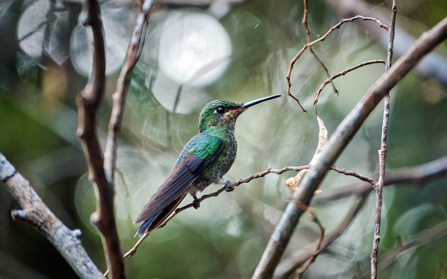 Green-crowned brilliant hummingbird Monteverde