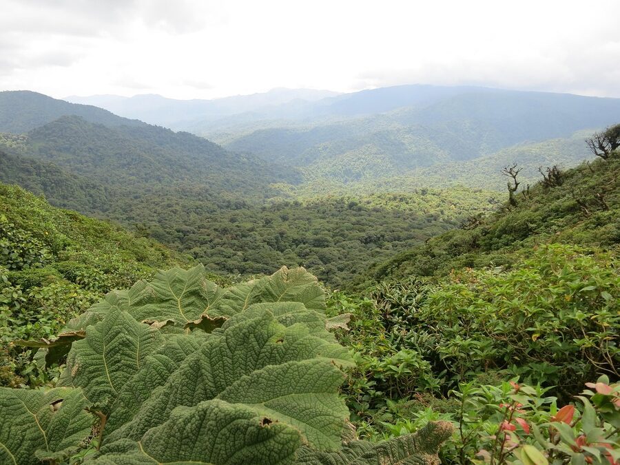 Monteverde cloud forest valley with mist