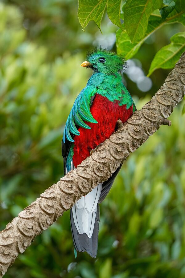 Resplendent quetzal in tree Costa Rica