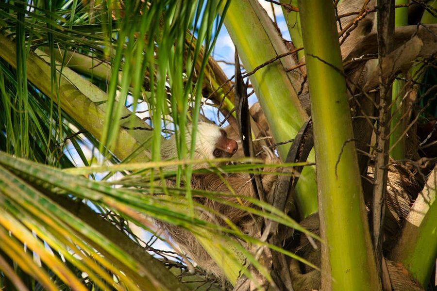 Three-toed sloth on palm tree in Costa Rican rainforest
