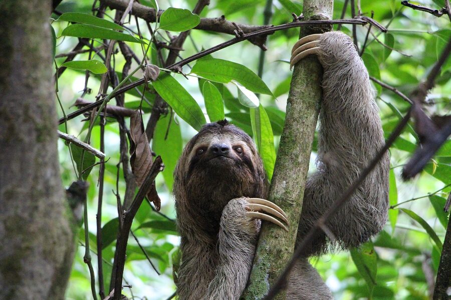 Three-toed sloth in Costa Rican rainforest