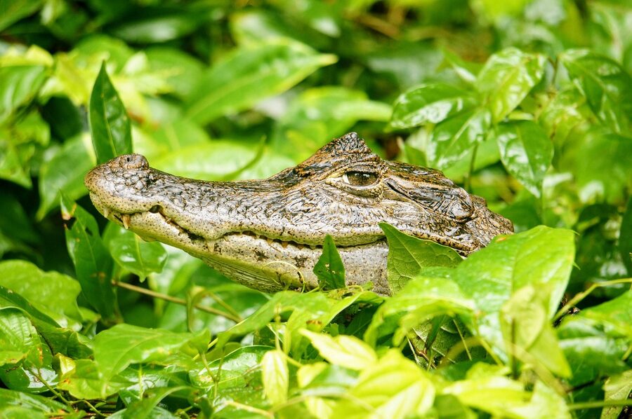 Cayman in Tortuguero canal