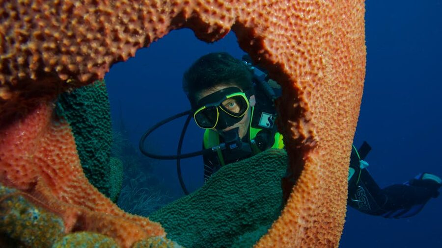 Scuba diver framed by orange barrel sponges on a Caribbean reef