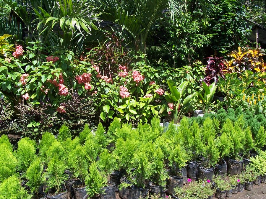 Jardines en Catarina viewpoint Pueblos Blancos Nicaragua