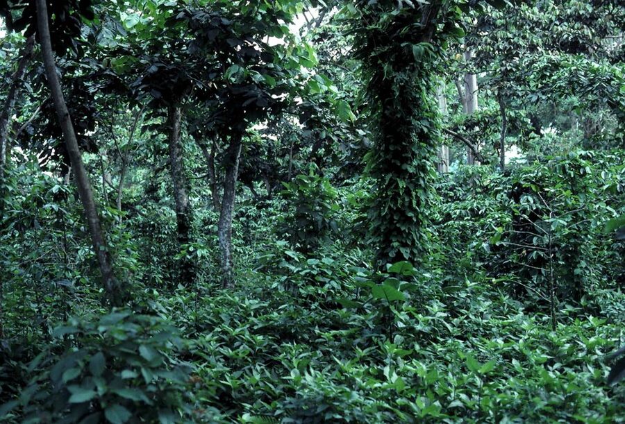 Shade grown coffee bushes on a Guatemalan finca