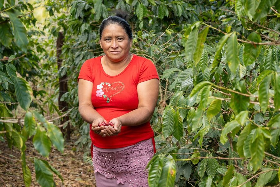 Hand picking ripe coffee cherries on a Honduras coffee farm