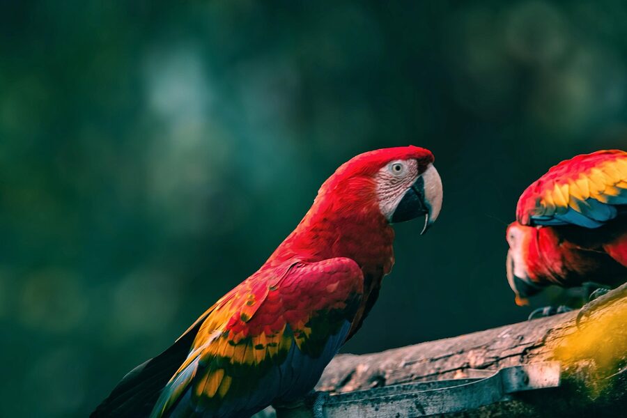 Scarlet macaw, the national bird of Honduras