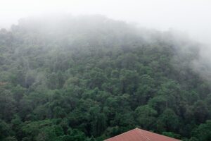 Mist-covered rainforest in Costa Rica