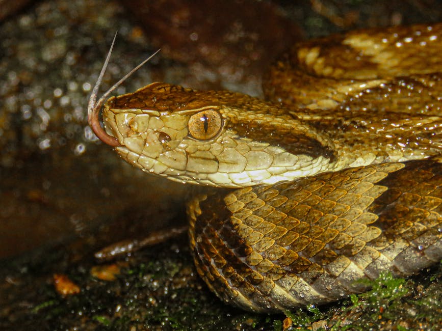 Bothrops asper snake in Costa Rica