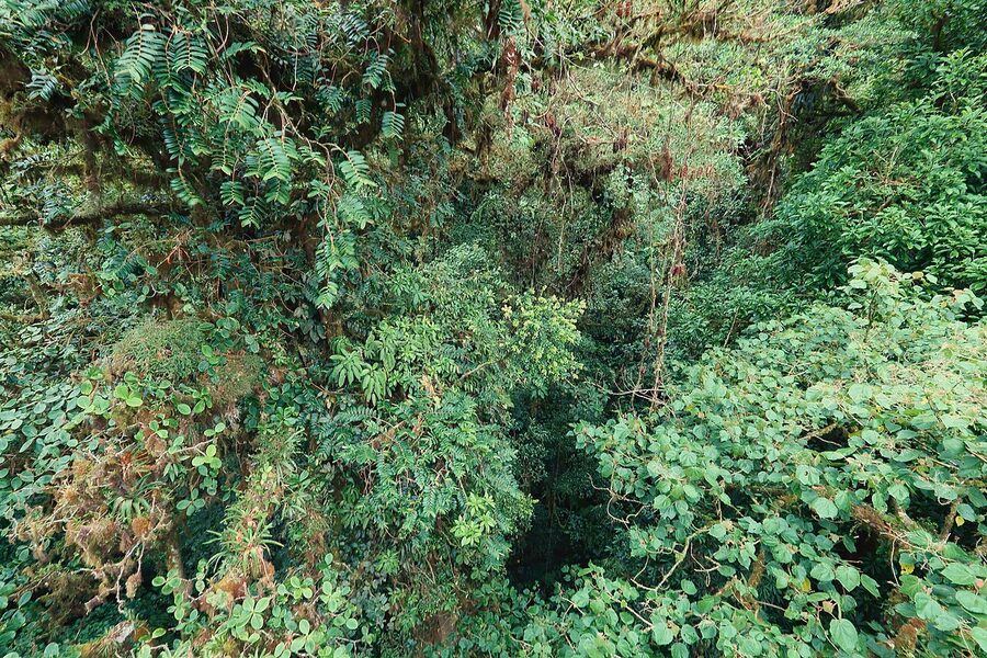 Monteverde Cloud Forest canopy