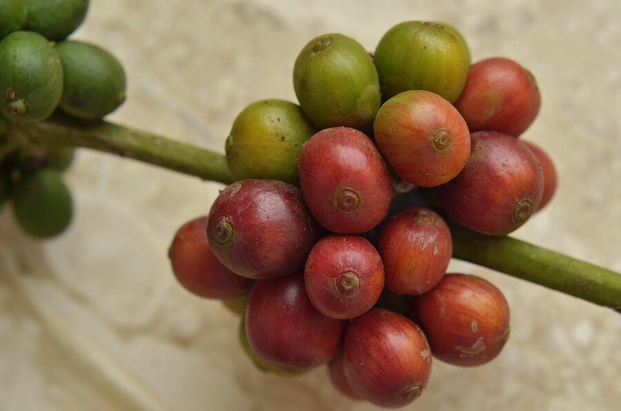 Coffee cherries on the branch