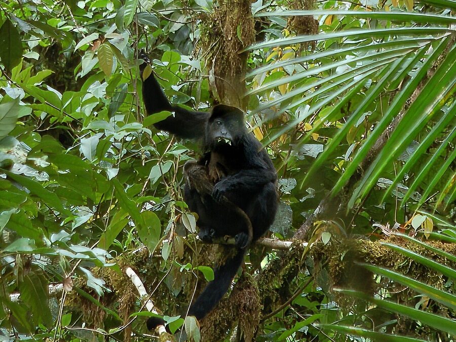 Howler monkey with young in Monteverde