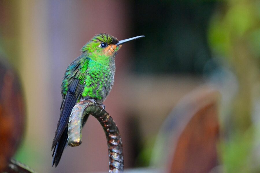 Hummingbird in Costa Rica
