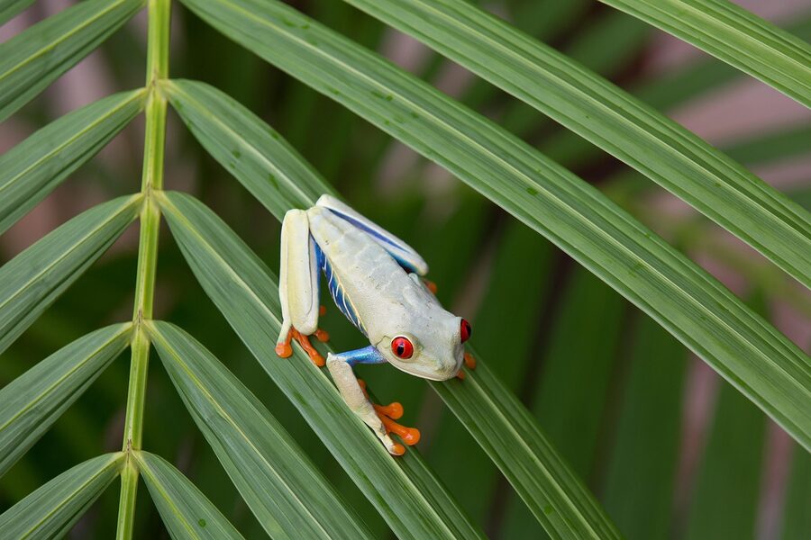 Red-eyed tree frog Costa Rica