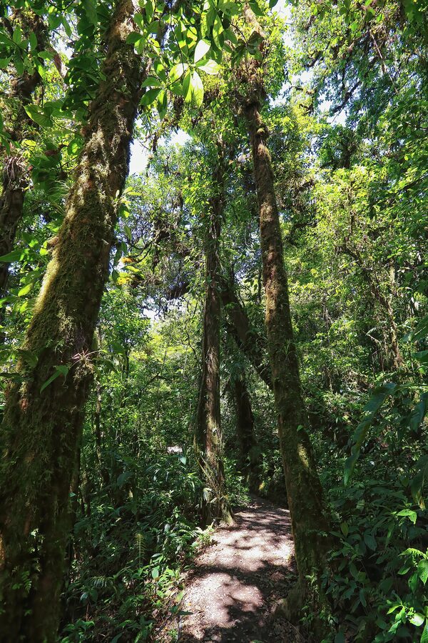 Mossy trees inside Monteverde Cloud Forest Reserve