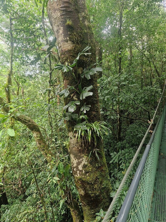 Trail inside Monteverde Cloud Forest Reserve