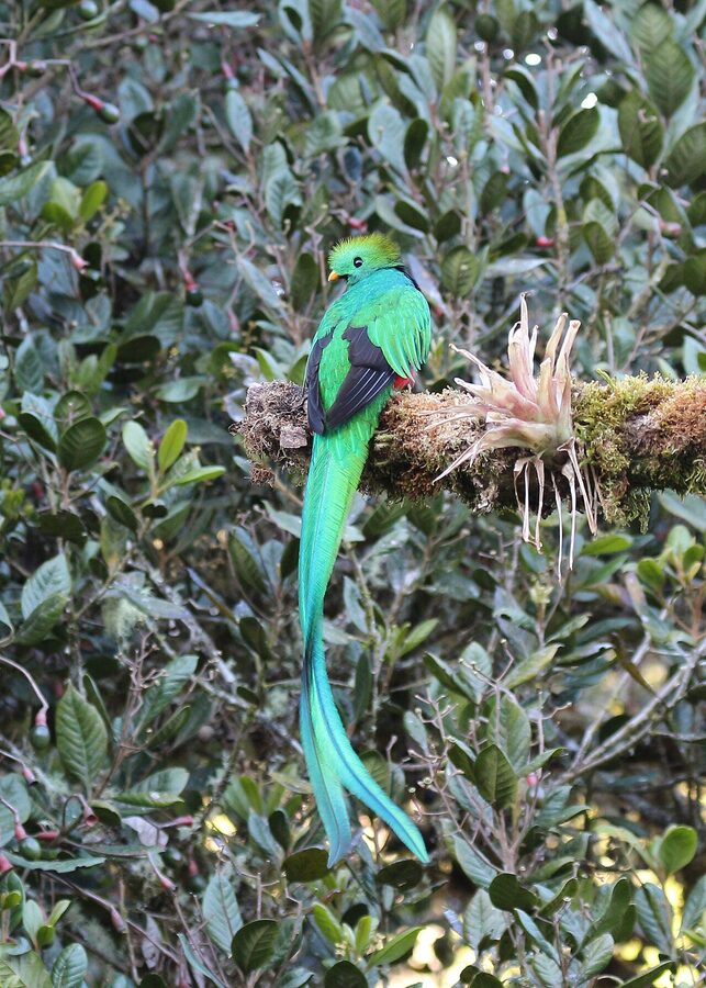 Male resplendent quetzal in Costa Rica