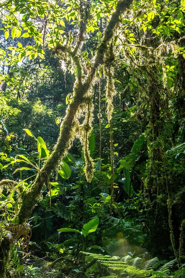 Santa Elena Cloud Forest Reserve