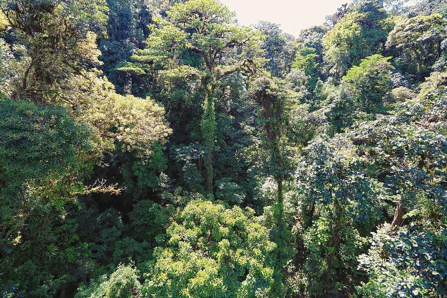 Selvatura Adventure Park canopy walkway