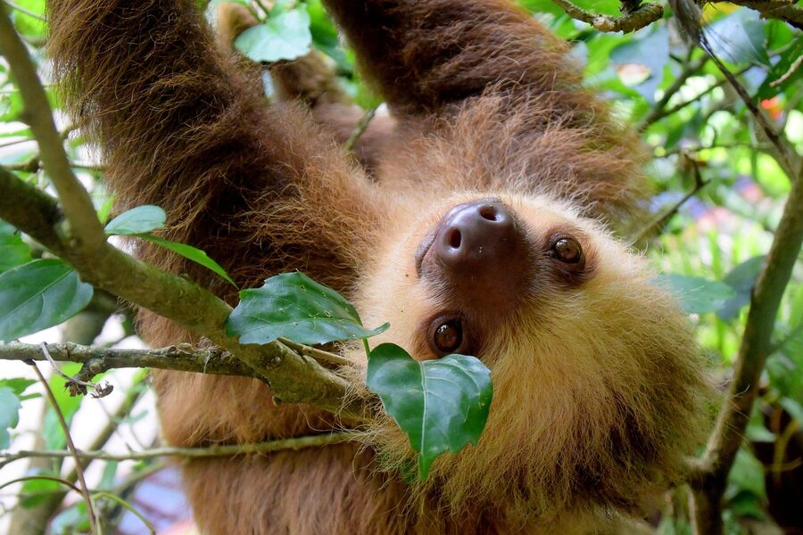 Sloth in Costa Rica rainforest