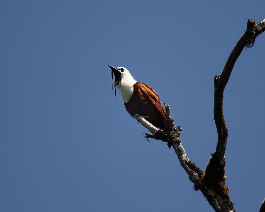 Three-wattled bellbird in Monteverde