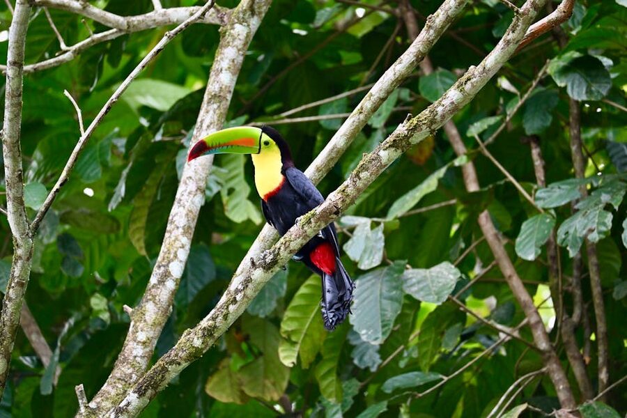 Keel-billed toucan in Costa Rican rainforest