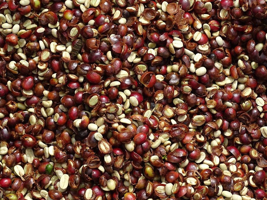 Drying coffee beans on a Nicaragua coffee farm near Matagalpa