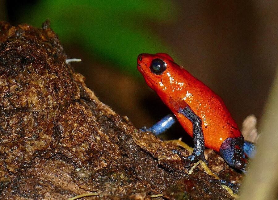 Strawberry poison dart frog Oophaga pumilio in Bocas del Toro