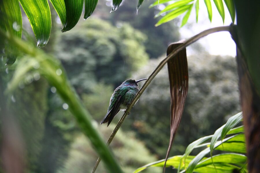 Hummingbird perched on a leaf in the Boquete cloud forest