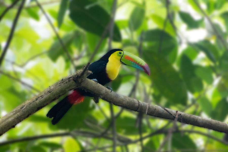 Keel-billed toucan perched in the Panama rainforest