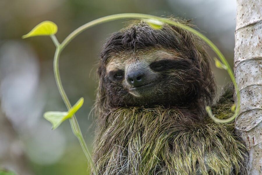 Sloth hanging in a tree in Bocas del Toro